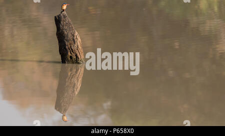 Azzurro kingfisher e di riflessione Foto Stock