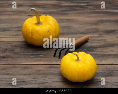 Arancio brillante fantasia zucca organico con un coltivatore sul legno scuro dello sfondo della tabella mostrano pattern colorati e scala utilizzata in Halloween, still life, cucina e agricoltura, paese e temi Foto Stock