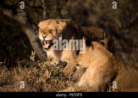 Leonessa ruggente Foto Stock