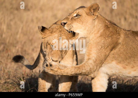 Coppia di lion cubs giocare combattimenti Foto Stock