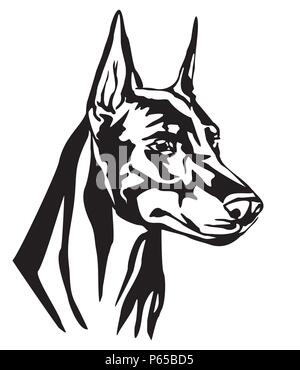 Ritratto decorativo di cane Dobermann, vettore isolato illustrazione in colore nero su sfondo bianco. Immagine per design e tatuaggio. Illustrazione Vettoriale