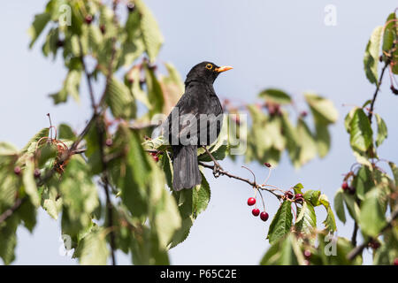 Merlo maschio picking ripe ciliege rosse su un ramo di un albero ciliegio Foto Stock