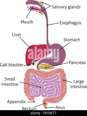 Apparato Digestivo umano Gut Tratto Gastrointestinale Illustrazione Vettoriale