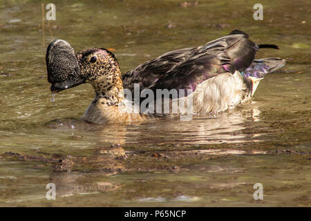 Manopola-fatturati o Anatra Anatra pettine nuoto in Etosha Foto Stock