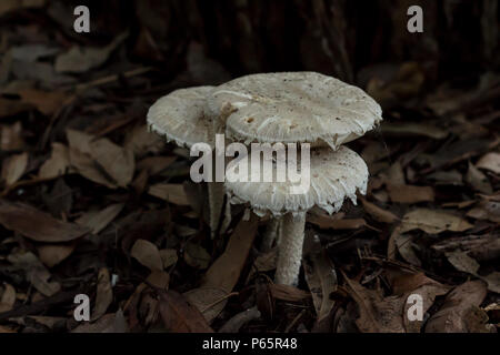Trio fungo bianco di funghi toadstools nel giardino letto di foglie di colore marrone Foto Stock