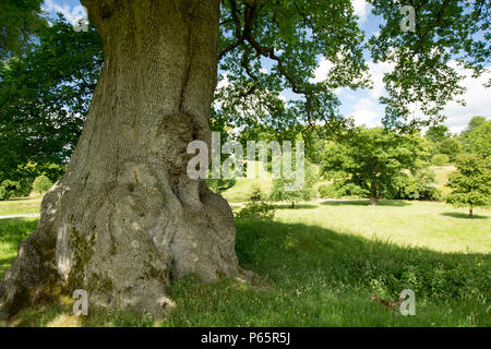 Un vecchio albero di quercia che si affaccia Levens Hall Park. Il fiume Kent scorre attraverso il parco che è appena visibile sotto la struttura e il parco ha un populati Foto Stock