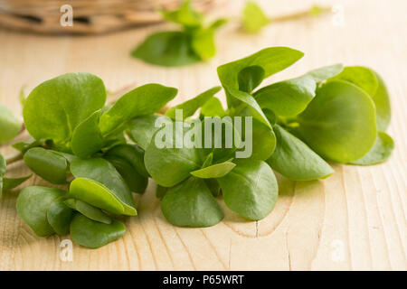 Rametto di crudo fresco purslane comune lascia chiudere fino Foto Stock