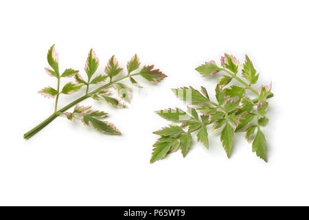 Crudo fresco prezzemolo giapponese, Oenanthe javanica Flamingo, isolato su sfondo bianco Foto Stock