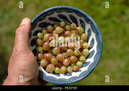 Una ciotola di raccolti di fresco ribes Foto Stock