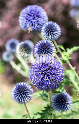 Echinops bannaticus ' Blu ' Foto Stock