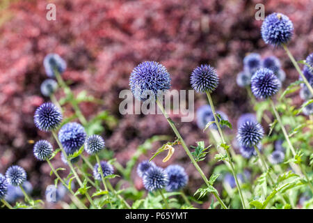 Echinops bannaticus ' Blu ', fiore bokeh di fondo Foto Stock