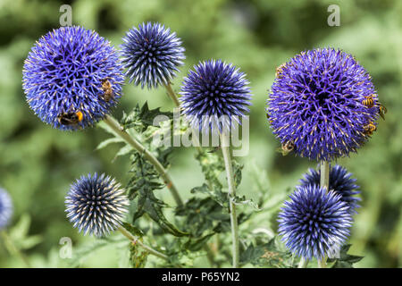 Echinops bannaticus ' Blu ' Foto Stock