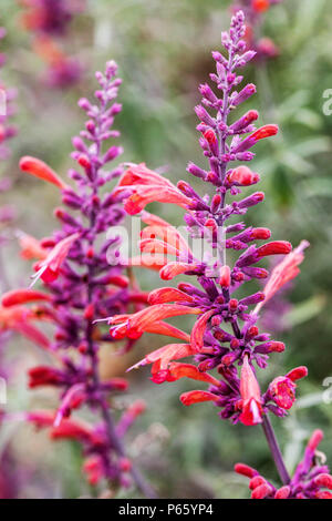 Il gigante Threadleaf issopo, Agastache rupestris Foto Stock