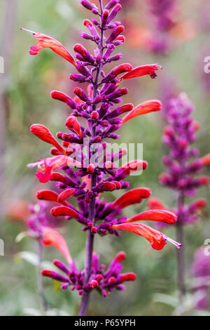 Il gigante Threadleaf issopo, Agastache rupestris Foto Stock