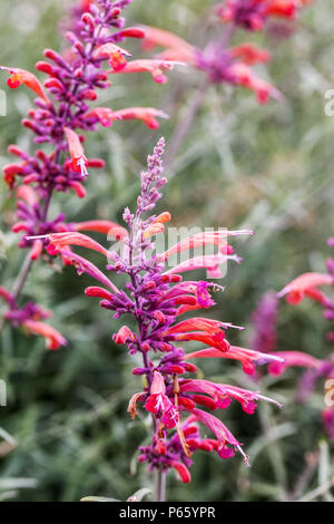 Il gigante Threadleaf issopo, Agastache rupestris Foto Stock