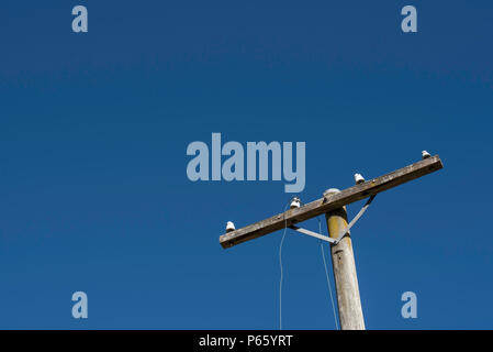 Un vecchio e fatiscente, scollegato energia elettrica pole nel paese NSW, Australia con filo penzolanti Foto Stock