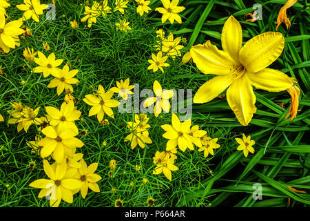 Gialle gialle gialle gialle gialle gialle gialle alle di Hemerocallis, combinazione di fiori misti di Coreopsis Foto Stock