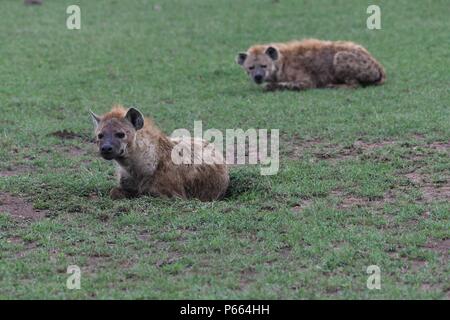 Avvistato iena. Grandi clan di 20+ iene mangiare i resti di un GNU. Zona di Olare Motorogi Conservancy, il Masai Mara, Kenya, Africa orientale Foto Stock