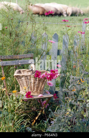 Still-Life del cestello del cosmo rosa sulla sedia da giardino tra blue eryngium Foto Stock