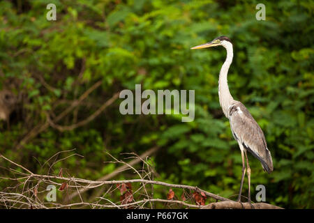 Airone blu, Ardea Erodiade, alla riva del lago di Lago di Bayano, provincia di Panama, Repubblica di Panama. Foto Stock