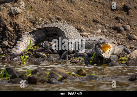 Grande coccodrillo americano, Crocodylus acutus, alla riva del lago di Lago di Gatun, provincia del colon, Repubblica di Panama. Foto Stock