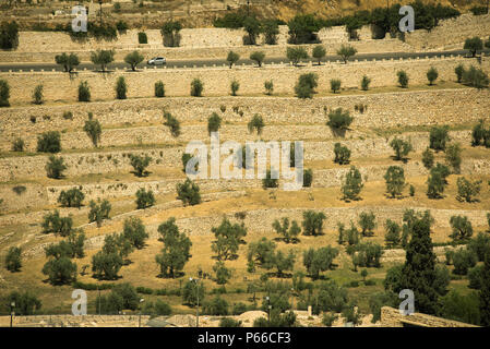 Mount of Olives nella santa città di Gerusalemme, Israele Foto Stock