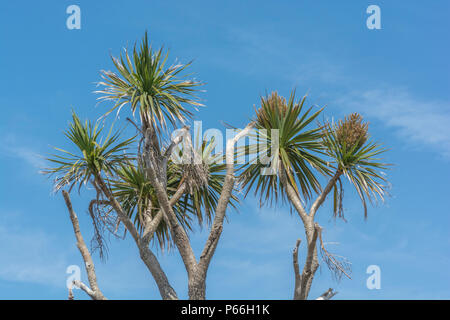 Cornish Palm tree / Cordyline australis a Newquay, Cornwall, set contro il luminoso Cielo di estate blu. A volte chiamato la Nuova Zelanda cabbage tree. Foto Stock