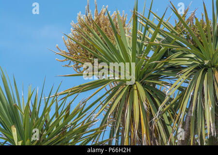 Cornish Palm tree / Cordyline australis a Newquay, Cornwall, set contro il luminoso Cielo di estate blu. A volte chiamato la Nuova Zelanda cabbage tree. Foto Stock