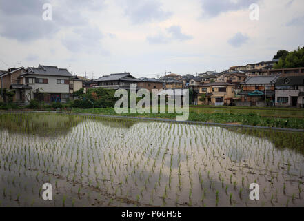 Righe di appena piantato il riso in campo allagato in giapponese tipica cittadina Foto Stock