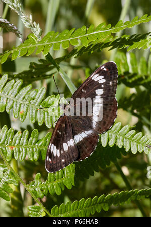 Ammiraglio bianco arroccato su bracken. Bookham Commons, Surrey, Inghilterra. Foto Stock