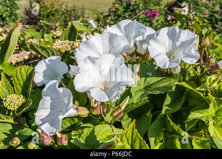 Bianco Fiori a campana della siepe centinodia (Calystegia sepium, Rutland bellezza, Bugle vine, Celeste trombe, bellbind) in estate nel West Sussex, Regno Unito. Foto Stock