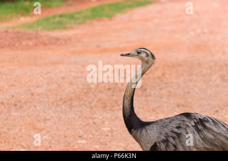 Bella Ema o maggiore Rhea (Rhea americana) nella zona umida brasiliana. Foto Stock