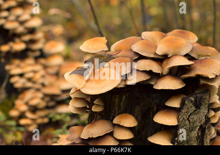 Colonia di funghi su un marcio ceppo di albero in autunno con un bellissimo bokeh di fondo Foto Stock