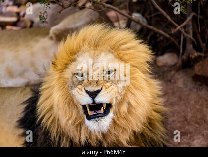 Un leone ruggente che mostra i suoi denti per i turisti Foto Stock