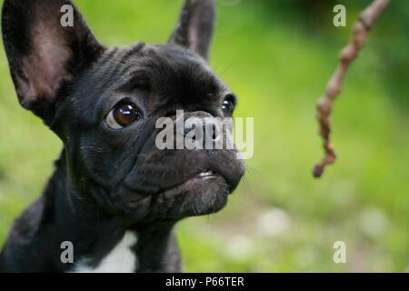 Bulldog francese Puppie giocando con un bastone per la prima volta Foto Stock