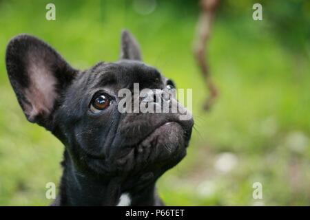 Bulldog francese Puppie giocando con un bastone per la prima volta Foto Stock