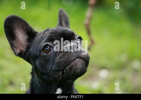 Bulldog francese Puppie giocando con un bastone per la prima volta Foto Stock