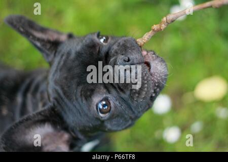 Bulldog francese Puppie giocando con un bastone per la prima volta Foto Stock