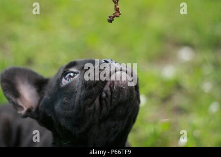 Bulldog francese Puppie giocando con un bastone per la prima volta Foto Stock