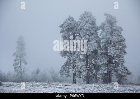 Blackforest in inverno Foto Stock