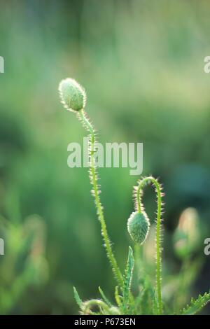 Chiuso germogli verdi di papaveri su sfondo verde Foto Stock