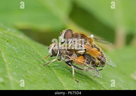 Una coniugata coppia di fuco vola (Eristalis tenax) Foto Stock