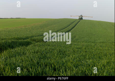 Campo di giovani di frumento che viene spruzzato, in Normandia, Francia Foto Stock