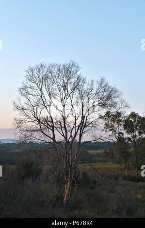 Alberi e al tramonto nei pressi della Ria Formosa. Ludo, Algarve, PORTOGALLO Foto Stock