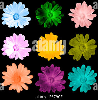 Gruppo di diverso colore fiori isoated su nero Foto Stock