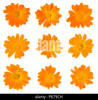 Nove Calendula officinalis fiori isolati su bianco Foto Stock