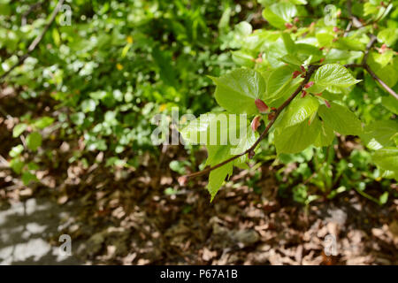 Nuovo verde lascia aperta su un tiglio succursale in primavera, nel fuoco selettivo contro il fogliame Foto Stock