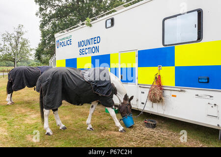 La polizia cavalli a riposo di mangiare da una polizia sezione montato su un veicolo di trasporto. Foto Stock