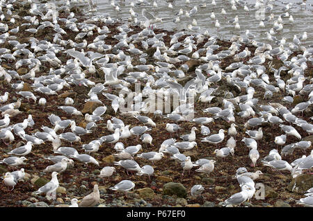 Mescolati i gabbiani sulla alimentazione aringa roe lavato fino sulla spiaggia, Qualicum Beach, British Columbia, Canada Foto Stock