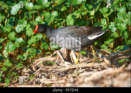 Pollo Sultano comune (Gallinula galeata)rovistando lungo il bordo del lago Chapala, Ajijic, Jalisco, Messico Foto Stock